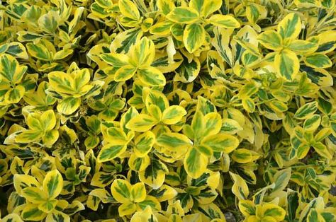 Euonymus Alatus Compactus, Euonymus Fortunei, Euonymus Alatus, Media Sombra, Clematis Montana, Edging Plants, Planting Shrubs, Buy Plants, Plant Combinations