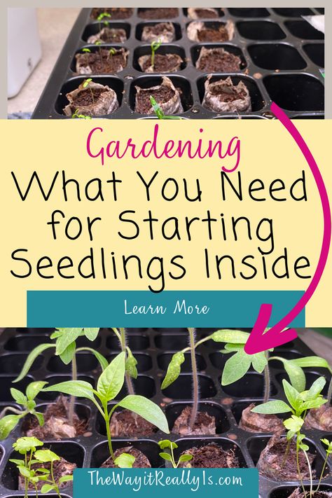 Starting Seeds Inside, Starter Garden, Different Types Of Seeds, Seed Starting Soil, Seedlings Indoors, Inside Garden, Growing Gardens, Plant Seedlings, Heirloom Vegetables