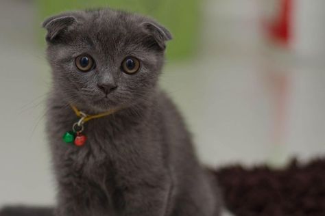 What is better than a cup of tea in your hand and your cat on your lap? These are the 9 short haired cat breeds UK loves and proudly owns! Scottish Short Haired Cat, Short Haired Cat, Scottish Fold, A Cup Of Tea, Cup Of Tea, The 8, Cat Breeds, Kittens, Cute Animals