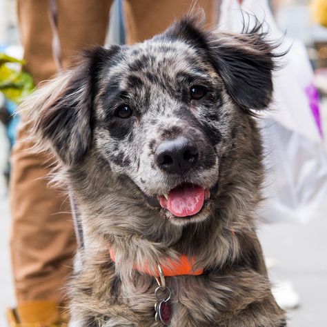 Catahoula Mix, Aussie Mix, Shepherd Mix Dog, Australian Shepherd Mix, Catahoula Leopard, Catahoula Leopard Dog, Hybrid Dogs, Pet Clinic, Southern Belle