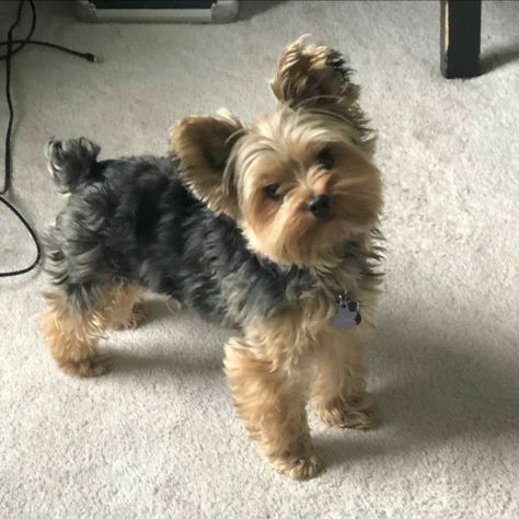 Yorkie Full Grown, Yorkie Puppy Care, Big Dogs Breeds, Biggest Dog In The World, Biggest Dog, Cute Fluffy Dogs, Teacup Yorkie Puppy, Cute Small Dogs, Puppy Mom