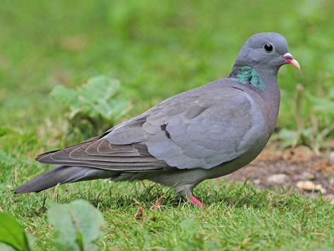 Seixa - eBird Rock Pigeon, Feral Pigeon, Stock Dove, Wood Pigeon, Black Bar, All Birds, Bird Pictures, Field Guide, In Flight