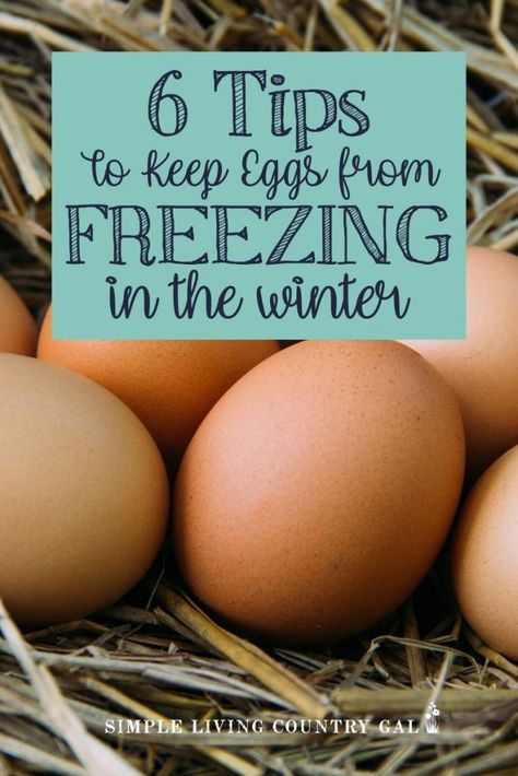 Winter Chicken Coop, Chicken Coop Winter, Frozen Eggs, Homestead Tips, Diy Homesteading, Camping Foods, Homestead Animals, Chicken Roost, Chicken Flock