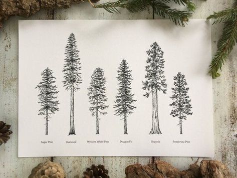 Redwood Tattoo, Evergreen Tree Tattoo, Tree Tat, Pine Tattoo, Tattoo Watercolor, Pine Tree Tattoo, Sequoia Tree, Trees Print, Original Ink Drawing