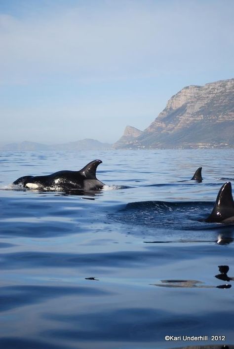 Orca's in False bay, off Simonstown, South Africa. BelAfrique - Your Personal Travel Planner South Africa Destinations, Africa Holiday, Orcinus Orca, Ocean Wildlife, Africa Destinations, Africa Do Sul, South Africa Travel, Out Of Africa, Kruger National Park