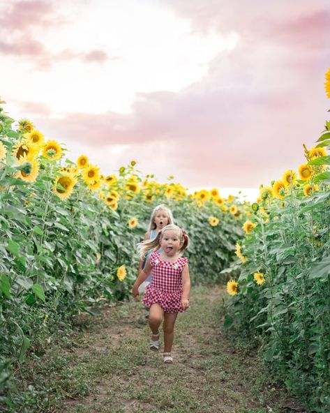 Chelsee from The House of Hood Blog shares the must see sunflower fields in Oregon! 3 of the best sunflower fields for visiting and taking photos! #sunflowerfields #sunflowers #portland #portlandoregon #travelwithkids #flowerfields #flowerphotos Sunflower Pics, Sunflower Shoot, Sunflower Mini Session, Sunflower Field Photoshoot, Sunflower Photos, Sunflower Field Photography, Sunflower Field Pictures, Field Pictures, Pumpkin Patch Pictures