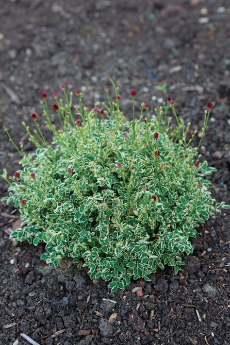 Landscaping Ideas Along Fence, Fence Backyard Landscaping, Boarder Plants, Sanguisorba Officinalis, Landscaping Shrubs, Low Growing Shrubs, Fine Gardening Magazine, Fall Mums, Ground Covers