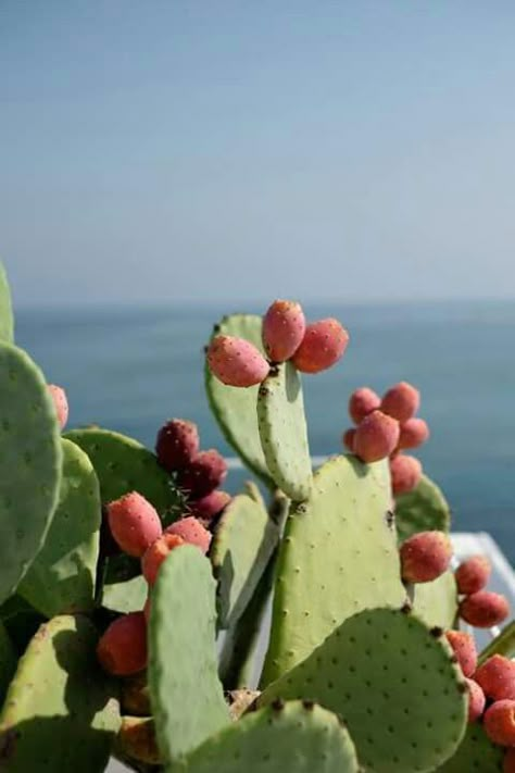 Cactus Pears, Cactus Fruit, Arizona Landscape, Expensive Taste, Bouquet Arrangements, Juicy Fruit, Prickly Pear, Coastal Cowgirl, Cactus Flower