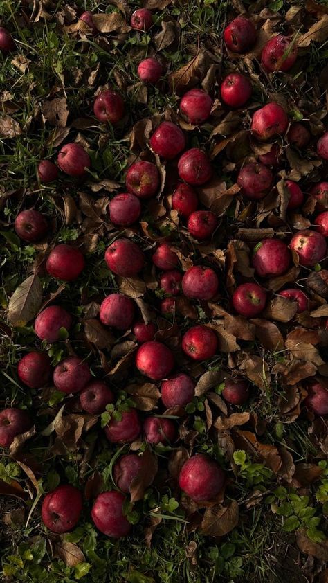 Apple Spice Aesthetic, Dark Apple Aesthetic, Red Apple Aesthetic, Apple Aesthetic Wallpaper, Apple Aesthetic Fruit, Damsel Aesthetic, Kimberly Core, Apples Aesthetic, Mondstadt Characters