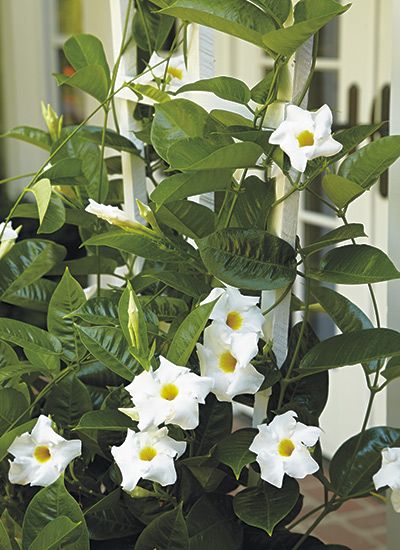 Mandevilla Trellis Ideas, Trellis In Pots, Mandevilla In Pots, Mandevilla Vine Ideas Trellis, Mandevilla Vine Ideas Pots, Mandevilla Planter Ideas, Mandeville Vine, Mandeville Plant, White Mandevilla