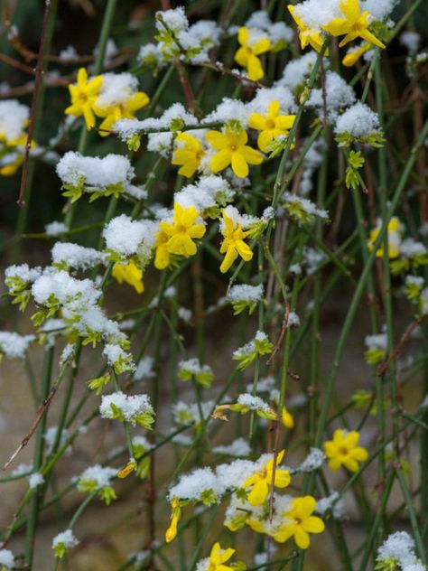 Jasmine Winter Care - How To Keep Jasmine Over Winter Xmas Images, Winter Jasmine, Wild Jasmine, Glory Of The Snow, Winter Care, Ornamental Kale, Ornamental Cabbage, Jasmine Plant, Winter Gardening