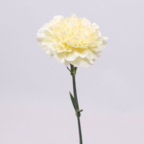 Butter Yellow Carnation Flowers are illustrious blooms with flared petals. The butter yellow coloration brings out a very retro vibe to the bloom. A stunning, happy flower sure to add that pop of color your florals crave. Butter Yellow Flowers, Soft Yellow Flowers, Pastel Yellow Flowers, Pale Yellow Wedding, Pale Yellow Weddings, Light Yellow Flowers, Baby Reception, Pale Yellow Flowers, Senior Hoco