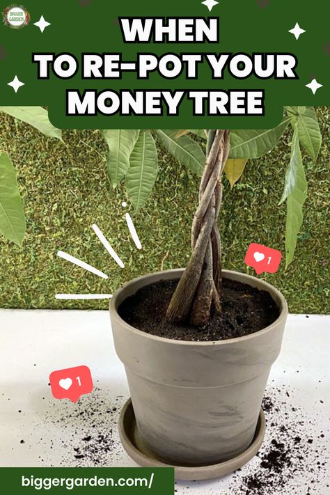 Re-potting a money tree can be a game changer for its growth. Uncover the best techniques and tips for a successful transition. 🌱 Read on and join our community for a wealth of gardening knowledge! Repotting A Money Tree, Money Tree Plant Care Tips, Money Tree Plant Care, Gardening Knowledge, Patio Container Gardening, Money Tree Plant, Aquarium Garden, Container Herb Garden, Tree Planters