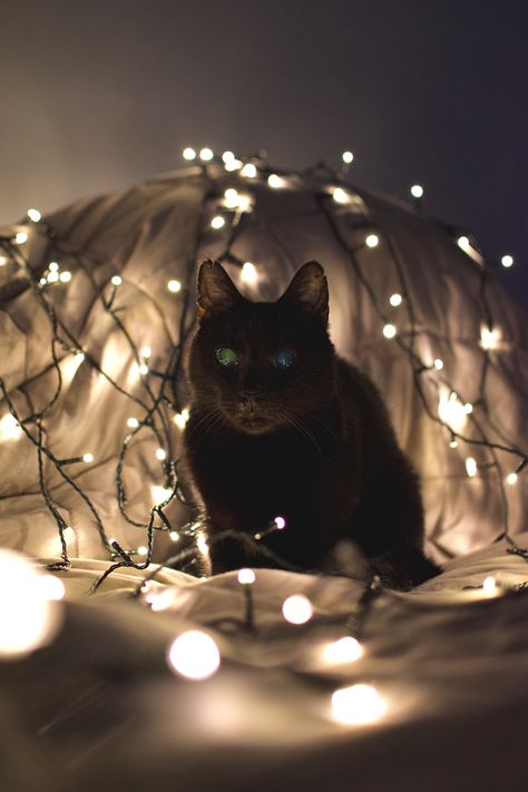 Indoor Cat Photography, Fairy Lights Photoshoot, Lights Photoshoot, Cat Photoshoot, Christmas Mini Shoot, Fall Cats, Creative Photoshoot, Cat Light, Kitten Photos