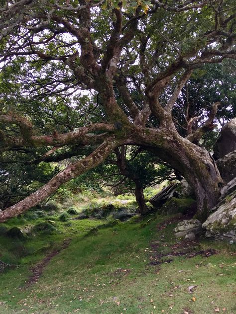 Oak Trees Aesthetic, Southern Live Oak Trees, Big Tree Aesthetic, Oak Tree Aesthetic, Exile Aesthetic, Afterlife Aesthetic, Oak Tree Photography, The Hanging Tree, Fancy Tree