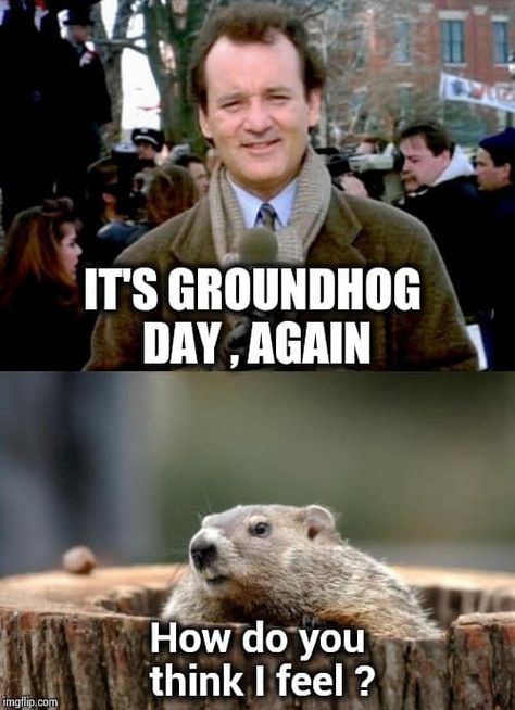 Groundhog Day, Work Memes, Funny As Hell, You Funny, Best Memes, Out Loud, I Laughed, To Share, Thinking Of You