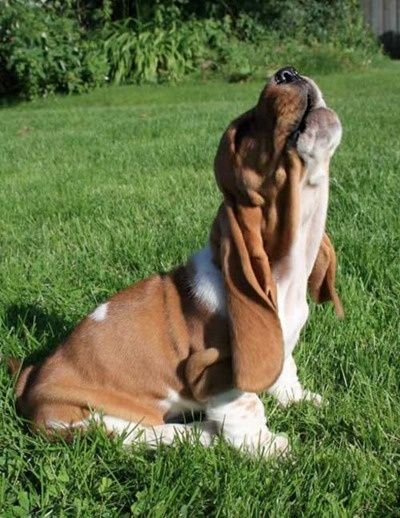 Hound dog puppies Miniature Basset Hound, Baby Basset Hound, Basset Dog, Basset Hound Puppy, Hound Puppies, Miniature Dogs, Hound Dog, Basset Hound, Cute Animal Pictures