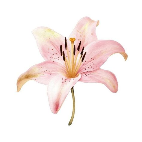 Pink Flowers White Background, Pink Flower Icon, Lillies Flowers, Flower Lilly, Flower Widget, Flower White Background, Flowers Icon, Orchid Watercolor, Pink Lily Flower