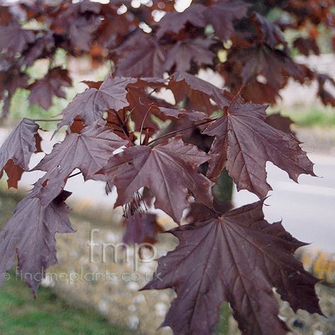 Acer Garden, Acer Platanoides, Crimson King, Plant Structure, Gothic Garden, Outdoor Trees, Farmhouse Landscaping, Dark Autumn, Maple Tree