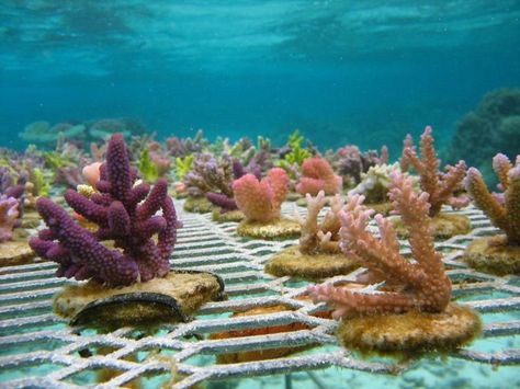 Reef Nursery, Crop Insurance, Ocean Nursery, Coral Garden, Ocean Photos, Nursery Theme, Marine Biologist, Science Project, Marine Biology