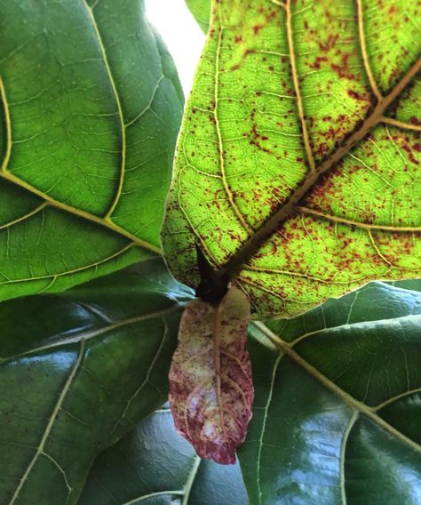 Little red spots on new growth? Let's fix that!! The Ultimate Guide to Fiddle Leaf Figs! Learn EVERYTHING you need to know to care for yours, including a picture guide to troubleshoot why yours is struggling! If you have (or want to have) a Fiddle Leaf Fig this guide is a MUST READ!! Fig Leaf Tree, Plant Leaves Turning Brown, Fiddle Leaf Fig Care, Fiddle Fig Tree, Fiddle Leaf Tree, Fig Plant, Fiddle Fig, Fiddle Leaf Fig Tree, Ficus Lyrata