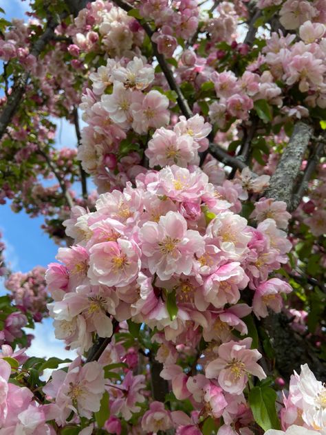 Apple Blossoms, Crab Apple, Apple Blossom, Crab, Blossom, Flowers