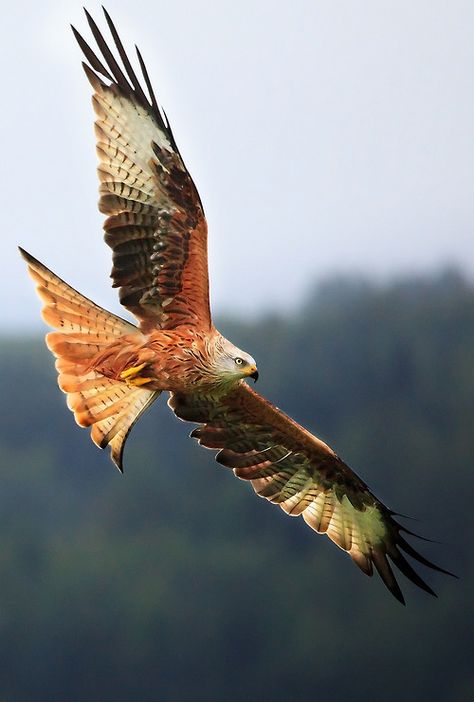 Red Kite. These birds are incredibly fast and agile and they use their large fan-shaped forked tails to provide steering. Red Kite, Bird Flying, The Sky, Scotland, Red