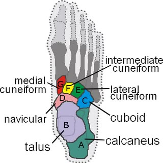 Anatomy and Physiology Labeling Worksheets | What About Broken Bones? Radiology Student, Physical Therapist Assistant, Anatomy Bones, Basic Anatomy And Physiology, Medical Student Study, Skeletal System, Nursing School Tips, Medical School Studying, Nursing School Notes