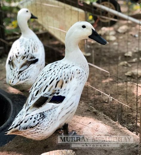 Welsh Harlequin Duck, Duck Pens, Backyard Ducks, Duck Breeds, Duck Coop, Duck Farming, Raising Ducks, Pet Ducks, Backyard Chicken Farming