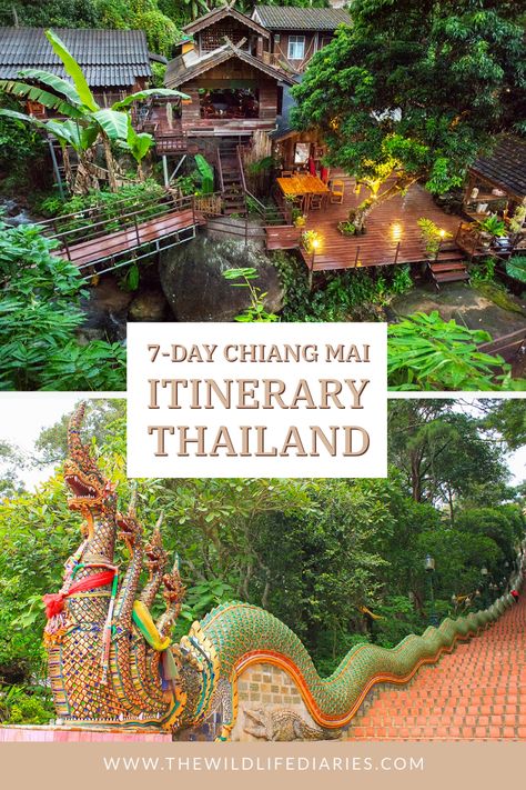 Looking for things to do in Chiang Mai? This 7 day Chiang Mai itinerary is a great way to explore the rich cultural heritage of Chiang Mai Chiang Mai Itinerary, Thailand Bucket List, Thailand Packing, Doi Inthanon National Park, Thailand Vacation, Thailand Adventure, Chiang Mai Thailand, Thailand Travel Tips, Visit Asia