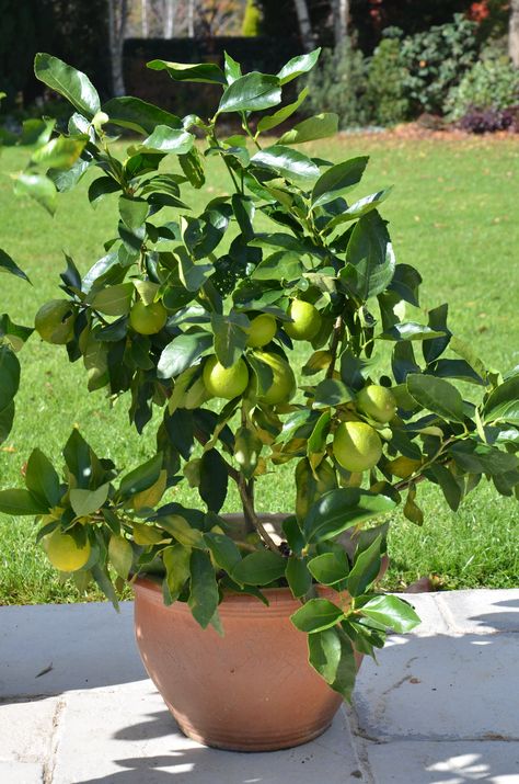 HOW TO MAINTAIN YOUR POTTED CITRUS | myproductivebackyard Citrus In Pots, Lemon Tree Potted, Key Lime Tree, Fruit Trees In Containers, Growing Citrus, Citrus Tree, Tattoo Plant, Citrus Plant, Growing Fruit Trees