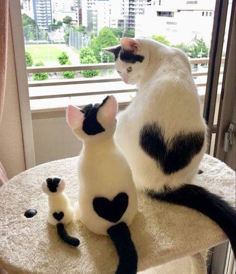 This Cat Has A Heart-Shaped Marking Black And White Cats, Cat Heart, True Purpose, White Cats, The Internet, Internet, Dogs