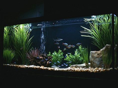 55 Gallon New Setup 55 Gallon Fish Tank, Community Fish Tank, 55 Gallon Aquarium, 10 Gallon Fish Tank, Biotope Aquarium, Fish Aquarium Decorations, Wall Aquarium, Fish Tank Stand, Fish Tank Design