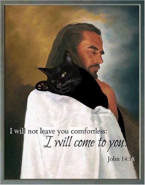 Cat Loss, Pictures Of Jesus Christ, Angel Cat, Jesus Images, Cat Memorial, Cat Quotes, Jesus Pictures, Beautiful Cats, Cute Funny Animals