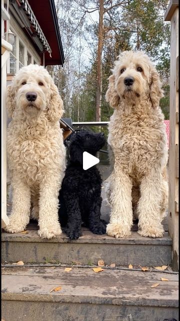 Big Goldendoodle, Big Poodle, Golden Labradoodle, Year Transformation, Standard Goldendoodle, True Connection, Puppy Costume, Elderly Dogs, Golden Retriever Mix