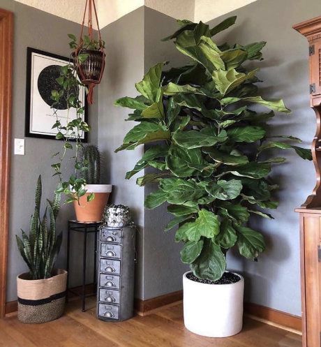 Low Maintenance Indoor Plants, Neon Pothos, Cast Iron Plant, Ficus Lyrata, Iron Plant, Best Indoor Plants, Houseplants Indoor, Fiddle Leaf, Ornamental Trees