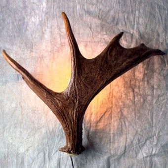 Moose Wall Sconce | Antler Decor Antler Display Ideas, Moose Antler Decor, Aspen Resort, Antler Display, Diy French Country Decor, Antler Lamp, Antler Decor, Antler Lights, Moose Decor