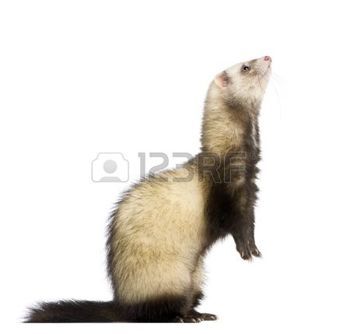 Ferret Close Up, Ferret Reference, Ferret Photography, Art Reference Animals, Animal Mashup, White Ferret, Man Best Friend, Black Footed Ferret, Ocean Girl