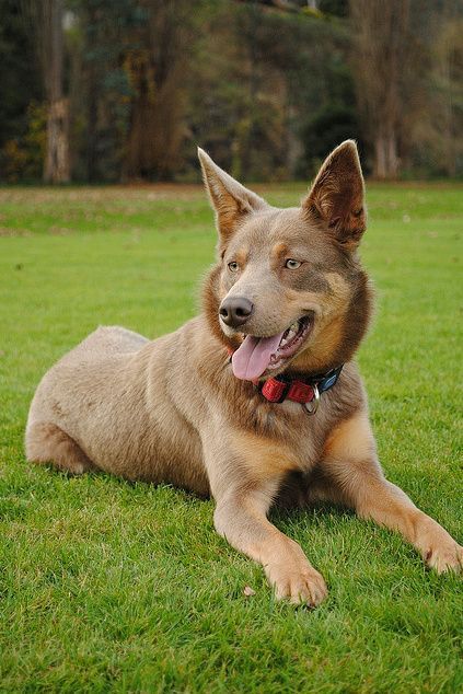 Australian kelpie; High energy; non AKC; Low grooming; 10-14 life span; 25-45lbs; Task/exc driven Kelpie Dog, Australian Kelpie Dog, Every Dog Breed, Australian Kelpie, Australia Animals, Australian Shepherds, Herding Dogs, Beautiful Dog, West Highland Terrier