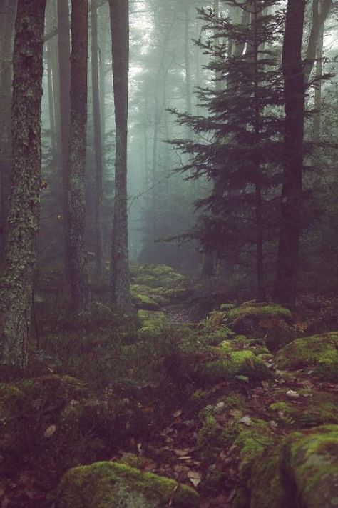 Moody forest aesthetic in the Pacific Northwest (Oregon and Washington) Fern Forest, الفن الرقمي, Matka Natura, Theme Nature, Evergreen State, Wild Forest, Into The Wild, Alam Semula Jadi, Dark Forest