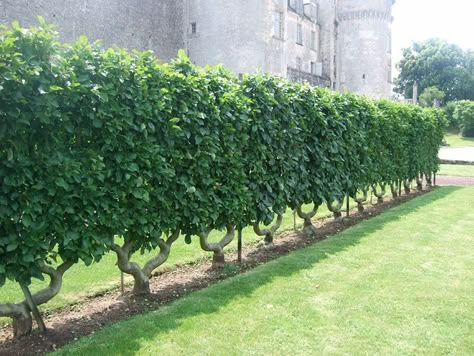 Belgian fence, a popular living fence method Espalier Fruit Trees, Tree Fence, Orchard Design, French Gardens, Orchard Garden, Garden Hedges, Mill House, Living Fence, Planting Design