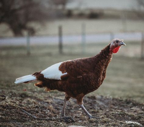 Bourbon Red Turkeys Heritage Turkeys, Bourbon Red Turkey, Turkey Breeds, Bourbon Turkey, Bronze Turkey, Farming Land, Turkey Farm, Whitetail Hunting, Poultry Equipment