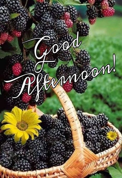 Have A Good Afternoon, Have A Great Afternoon, Afternoon Wishes, Greetings For The Day, Morning Board, Evening Pictures, Special Good Morning, Good Afternoon Quotes, Good Evening Greetings