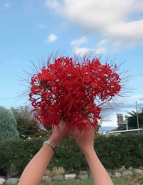 Red Spider Lily Bouquet, Spider Lily Bouquet, Spider Lillies, Spider Lilies, Hanging Plants Diy, Lily Wallpaper, Red Spider Lily, Spider Lily, Red Spider