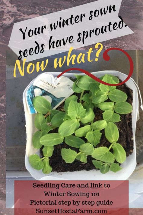 So you've tried winter sowing and it worked!  You have some seedlings snug in their milk jug container.  So how do you get them safely from the winter sown container to their final garden spot?  Here's some tips to ensure success and a link to a full pictorial of Winter Sowing 101 for beginners.  Sunset Hosta Farm.com. Winter Sowing, Winter Seed Starting, Winter Sowing Seeds, Winter Seed Sowing, January Planting Seed Starting, Winter Sowing Zone 4, Winter Sowing Zone 7, Winter Sowing Seeds Zone 6, Winter Sowing Seeds Milk Jug