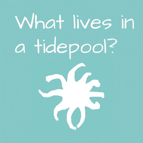 Although tidal pools are complex environments, it is easy to focus children's attention on discovering and observing characteristics of a few tidepool animals and plants and their survival requirements. Tide Pool Animals, Tide Pool Craft, Tide Pool Decorations, Ocean Ideas, Toddler Curriculum, Tidal Pool, Tide Pool, Pool Art, Vbs 2024