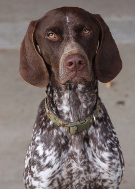 Our German Shorthair Pointer, Pepper Shorthair Pointer, Shorthaired Pointer, German Pointer, German Shorthaired Pointer Black, Gsp Dogs, German Dogs, German Shorthaired Pointer Dog, Pointer Dog, German Shorthair