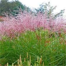 Garden Grasses, Dull Orange, Miscanthus Sinensis, Easy Perennials, Flamingo Garden, Ornamental Grass, Sensory Garden, Backyard Vegetable Gardens, Purple Garden