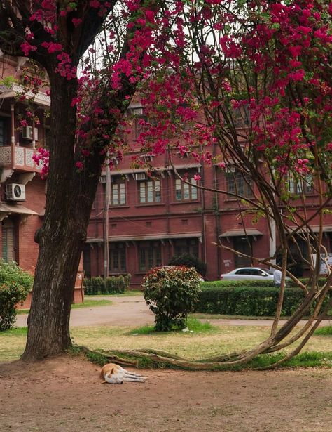 Aarong Bangladesh Aesthetic, Dhaka University Aesthetic, Dhaka Aesthetic, Bangladesh Culture, Bangladeshi Aesthetic, Bangladesh Aesthetic, Bangladeshi Culture, Bangla Aesthetic, Dhaka University