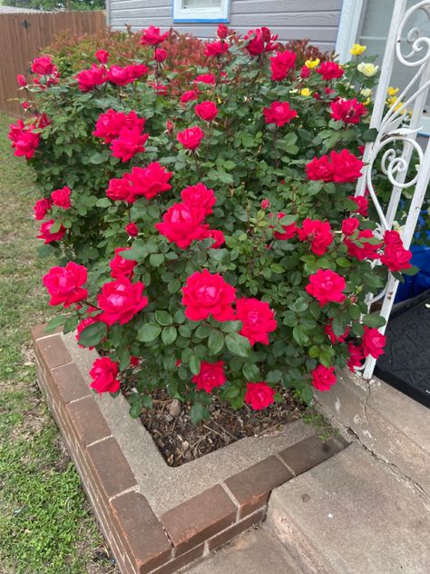 Roses In Garden, Roses In Pots, Knock Out Roses, Scarlet Letter, Garden Decor Projects, Flower Pots Outdoor, Beautiful Yards, Gardening 101, Flowers Gif